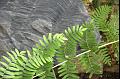 Fern and fossil, le Jardin des Plantes IMGP1154